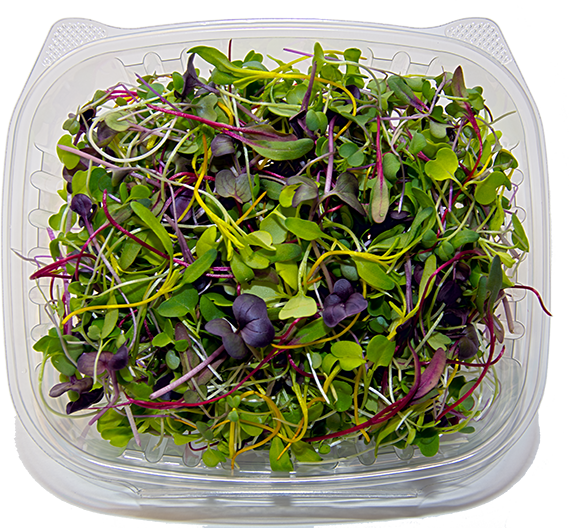 Picture microgreen nutricolor mix tm